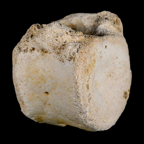 3" Plesiosaur Fossil Vertebrae Cretaceous Dinosaur Era Morocco Zarafasaura COA - Fossil Age Minerals