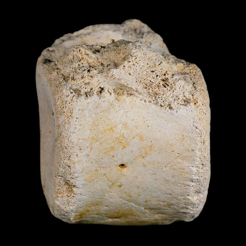 3" Plesiosaur Fossil Vertebrae Cretaceous Dinosaur Era Morocco Zarafasaura COA - Fossil Age Minerals