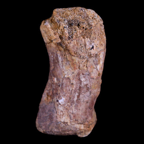 1.9" Crocodile Fossil Toe Bone Hell Creek FM Cretaceous Dinosaur Age Montana - Fossil Age Minerals