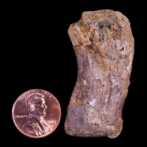 1.9" Crocodile Fossil Toe Bone Hell Creek FM Cretaceous Dinosaur Age Montana - Fossil Age Minerals