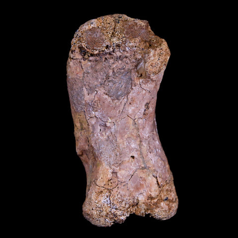 1.9" Crocodile Fossil Toe Bone Hell Creek FM Cretaceous Dinosaur Age Montana - Fossil Age Minerals