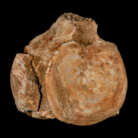 2.9" Plesiosaur Fossil Vertebrae Cretaceous Dinosaur Era Morocco Zarafasaura COA - Fossil Age Minerals