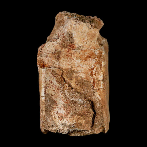 2.9" Plesiosaur Fossil Vertebrae Cretaceous Dinosaur Era Morocco Zarafasaura COA - Fossil Age Minerals