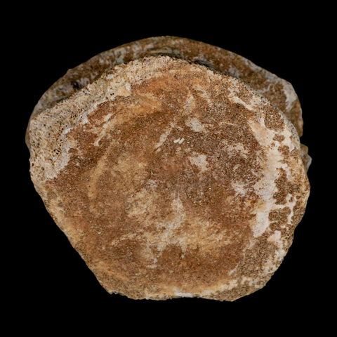 2.8" Plesiosaur Fossil Vertebrae Cretaceous Dinosaur Era Morocco Zarafasaura COA - Fossil Age Minerals