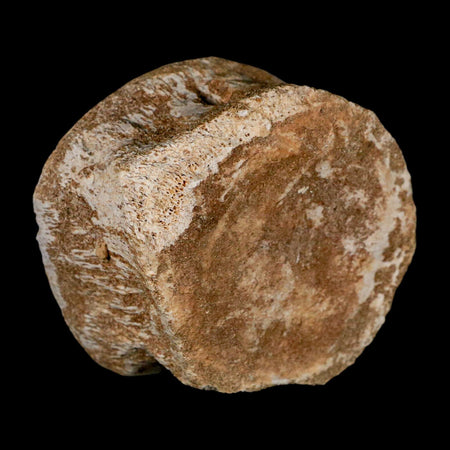 2.8" Plesiosaur Fossil Vertebrae Cretaceous Dinosaur Era Morocco Zarafasaura COA