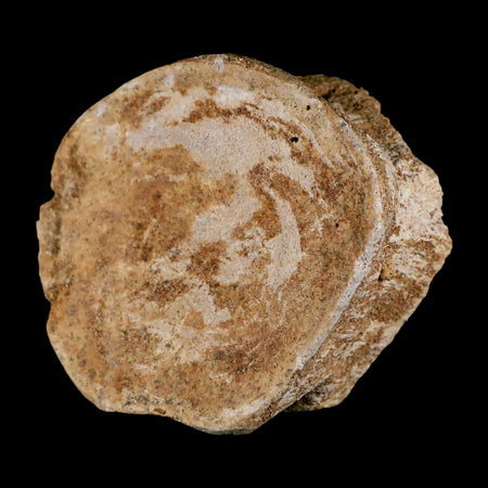 2.8" Plesiosaur Fossil Vertebrae Cretaceous Dinosaur Era Morocco Zarafasaura COA