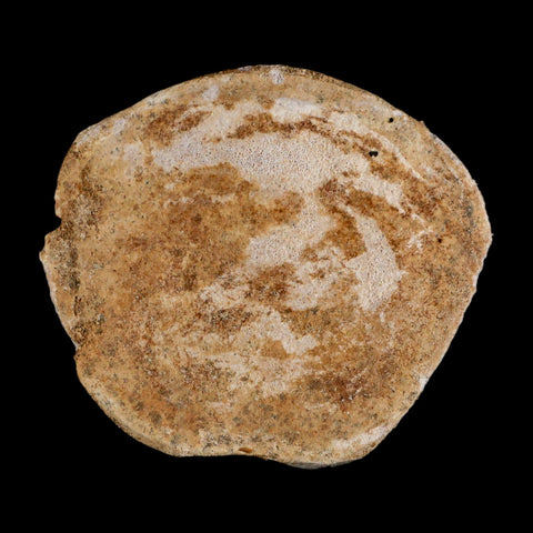 2.8" Plesiosaur Fossil Vertebrae Cretaceous Dinosaur Era Morocco Zarafasaura COA - Fossil Age Minerals