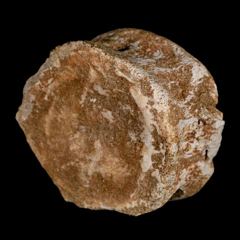 2.8" Plesiosaur Fossil Vertebrae Cretaceous Dinosaur Era Morocco Zarafasaura COA - Fossil Age Minerals