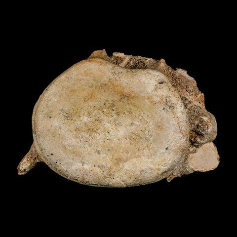 3.1" Plesiosaur Fossil Vertebrae Cretaceous Dinosaur Era Morocco Zarafasaura COA - Fossil Age Minerals