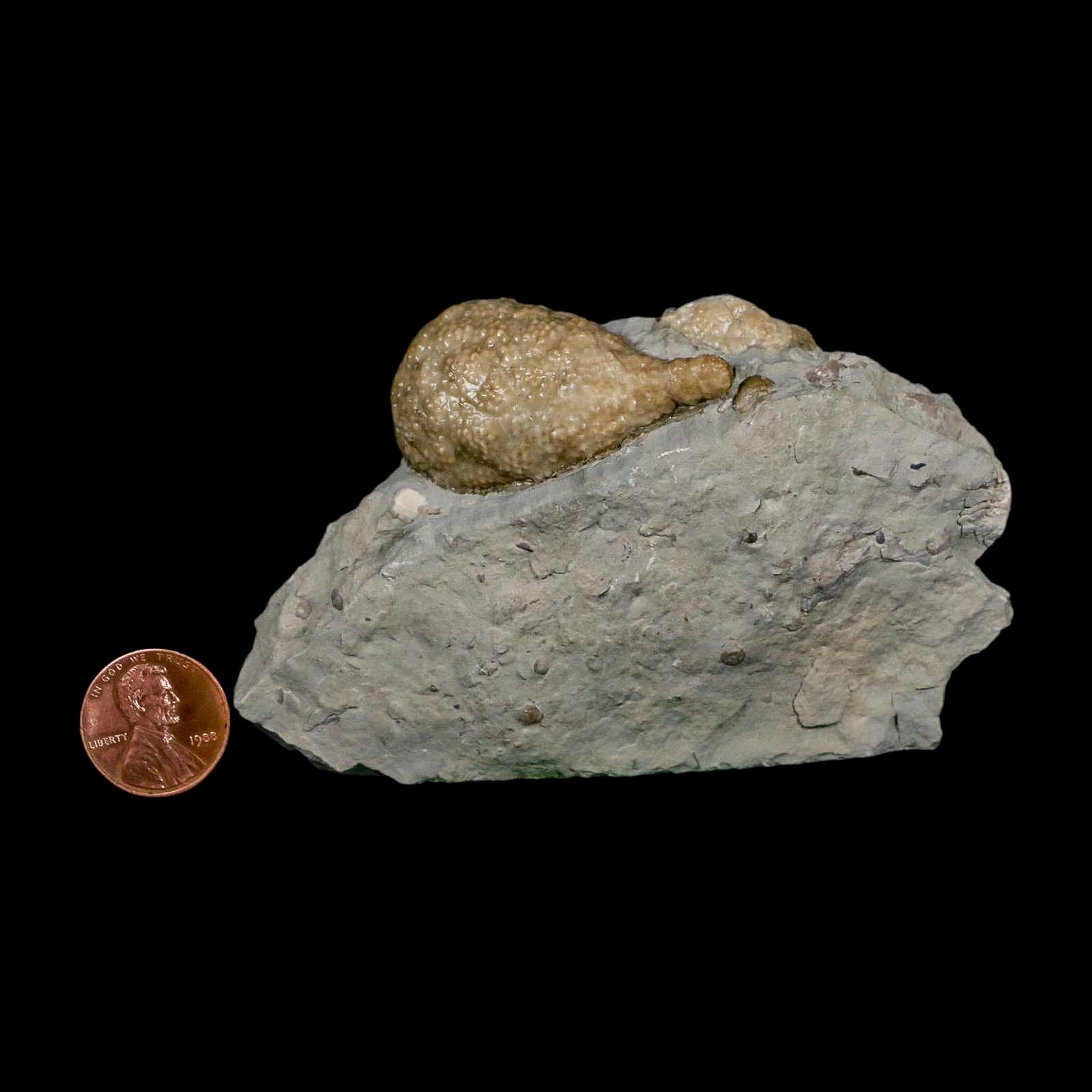 1.7" Holocystites Sp Crinoid In Matrix Fossil Silurian Age Osgood Shale Napoleon Indiana - Fossil Age Minerals