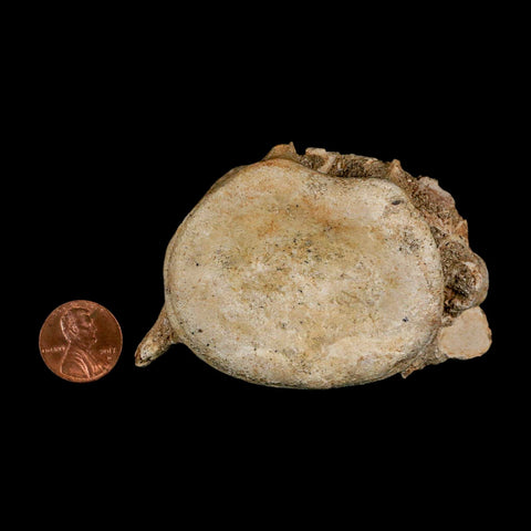 3.1" Plesiosaur Fossil Vertebrae Cretaceous Dinosaur Era Morocco Zarafasaura COA - Fossil Age Minerals