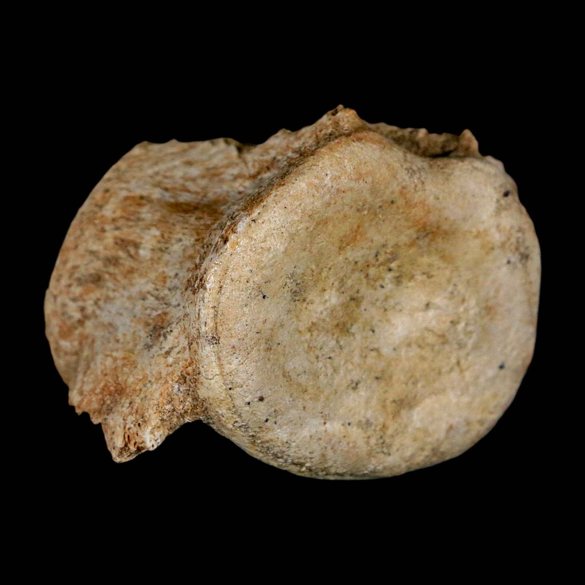 3.1" Plesiosaur Fossil Vertebrae Cretaceous Dinosaur Era Morocco Zarafasaura COA - Fossil Age Minerals