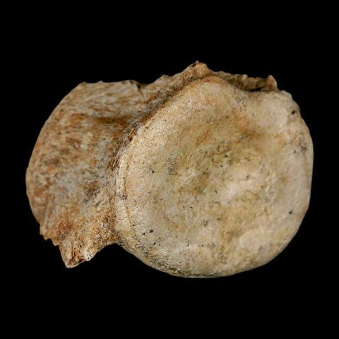 3.1" Plesiosaur Fossil Vertebrae Cretaceous Dinosaur Era Morocco Zarafasaura COA - Fossil Age Minerals