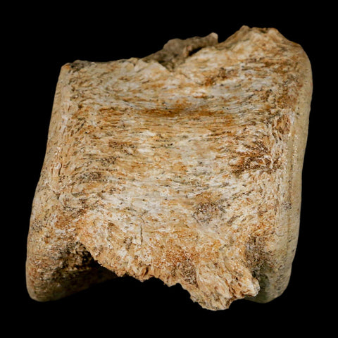 3.1" Plesiosaur Fossil Vertebrae Cretaceous Dinosaur Era Morocco Zarafasaura COA - Fossil Age Minerals