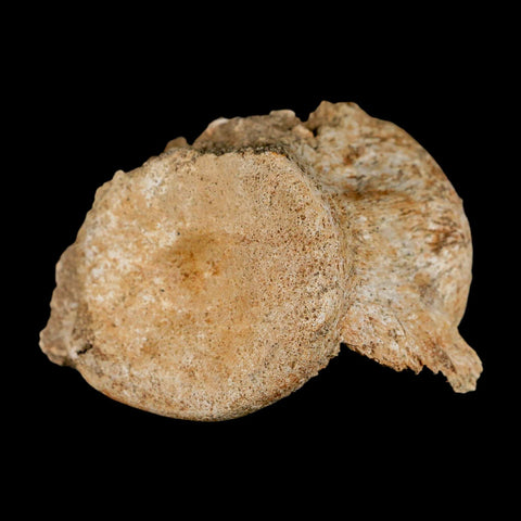 3.1" Plesiosaur Fossil Vertebrae Cretaceous Dinosaur Era Morocco Zarafasaura COA - Fossil Age Minerals