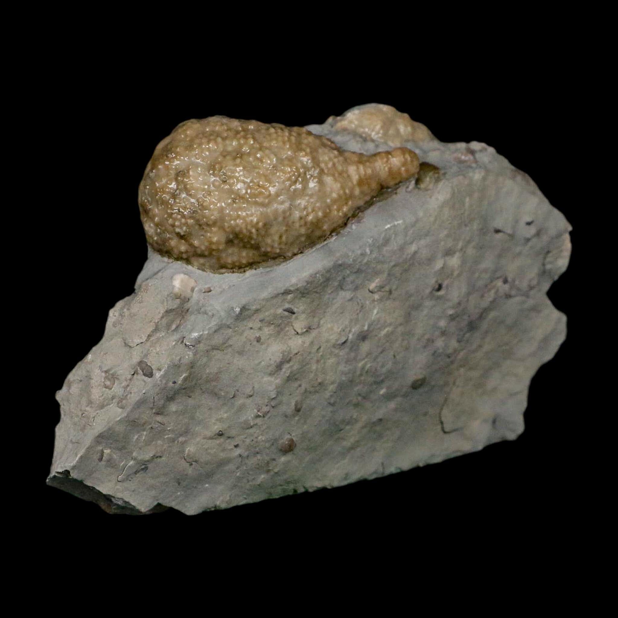 1.7" Holocystites Sp Crinoid In Matrix Fossil Silurian Age Osgood Shale Napoleon Indiana - Fossil Age Minerals