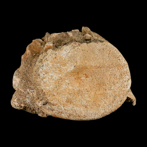 3.1" Plesiosaur Fossil Vertebrae Cretaceous Dinosaur Era Morocco Zarafasaura COA - Fossil Age Minerals