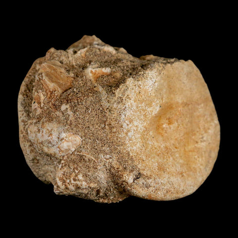 3.1" Plesiosaur Fossil Vertebrae Cretaceous Dinosaur Era Morocco Zarafasaura COA - Fossil Age Minerals