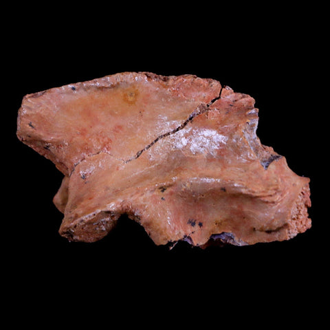 1.4" Crocodile Fossil Vertebrae Bone Hell Creek FM Cretaceous Dinosaur Age MT - Fossil Age Minerals