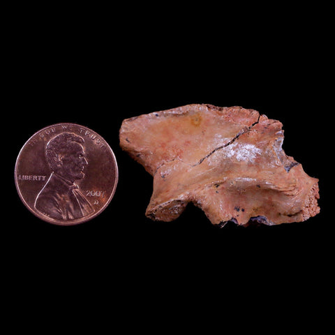 1.4" Crocodile Fossil Vertebrae Bone Hell Creek FM Cretaceous Dinosaur Age MT - Fossil Age Minerals