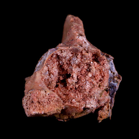 1.4" Crocodile Fossil Vertebrae Bone Hell Creek FM Cretaceous Dinosaur Age MT - Fossil Age Minerals