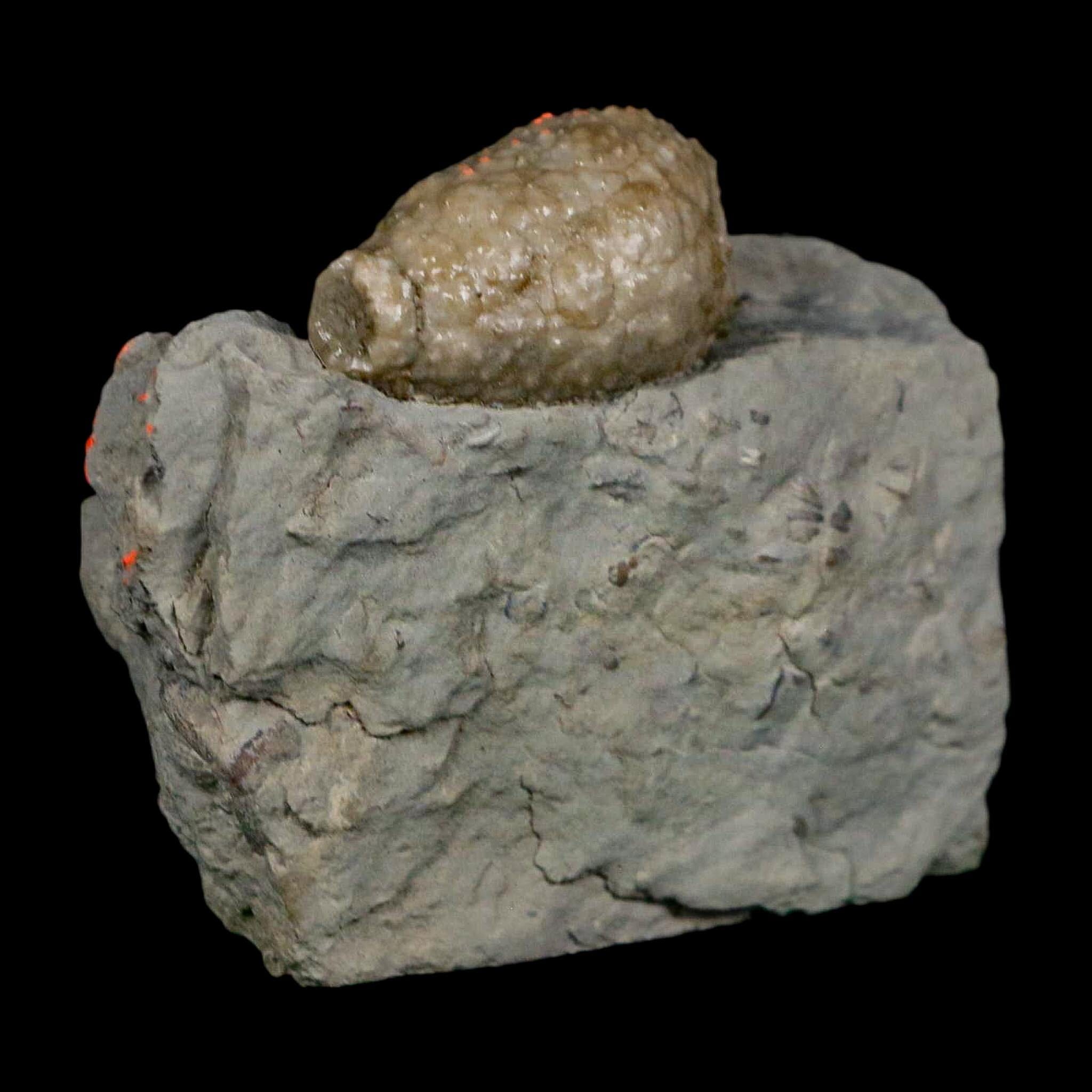 1.2" Holocystites Sp Crinoid In Matrix Fossil Silurian Age Osgood Shale Napoleon Indiana - Fossil Age Minerals