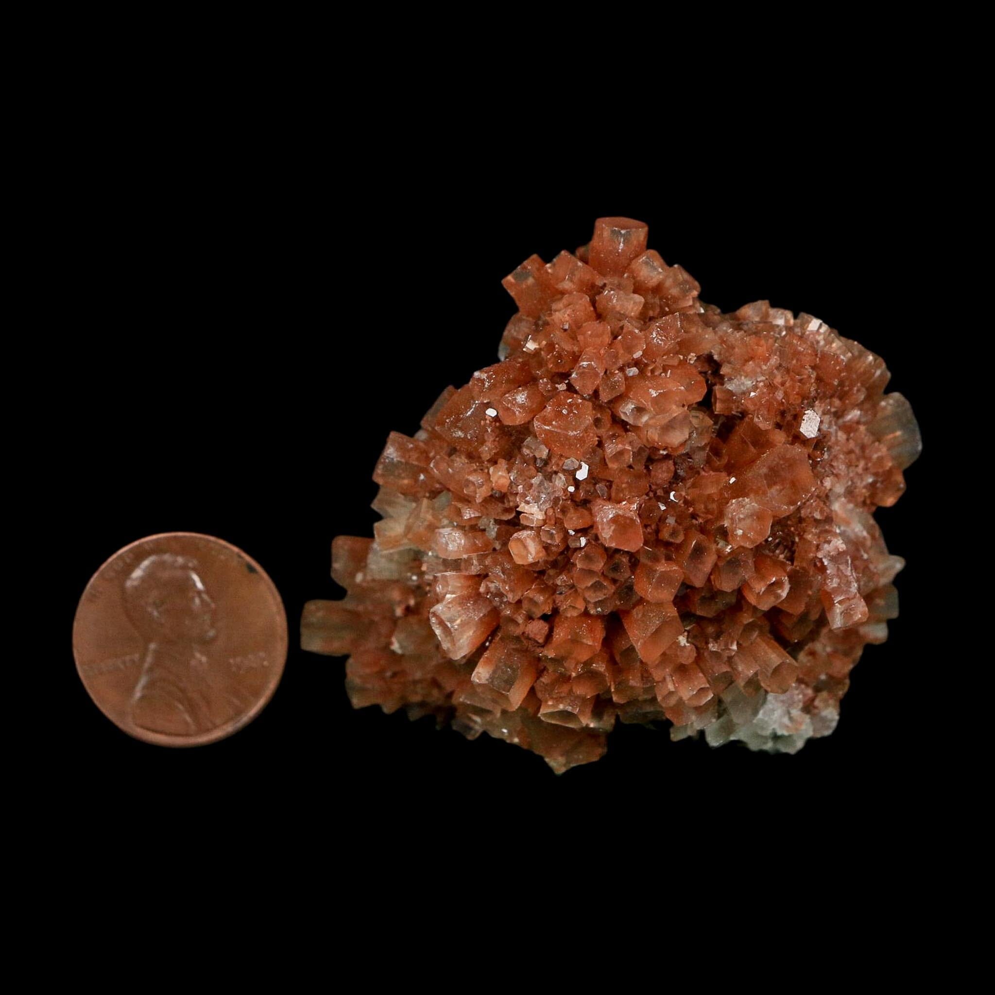 2.2" Aragonite Mineral Two Tone Crystal Cluster Specimen Tazouta Morocco - Fossil Age Minerals