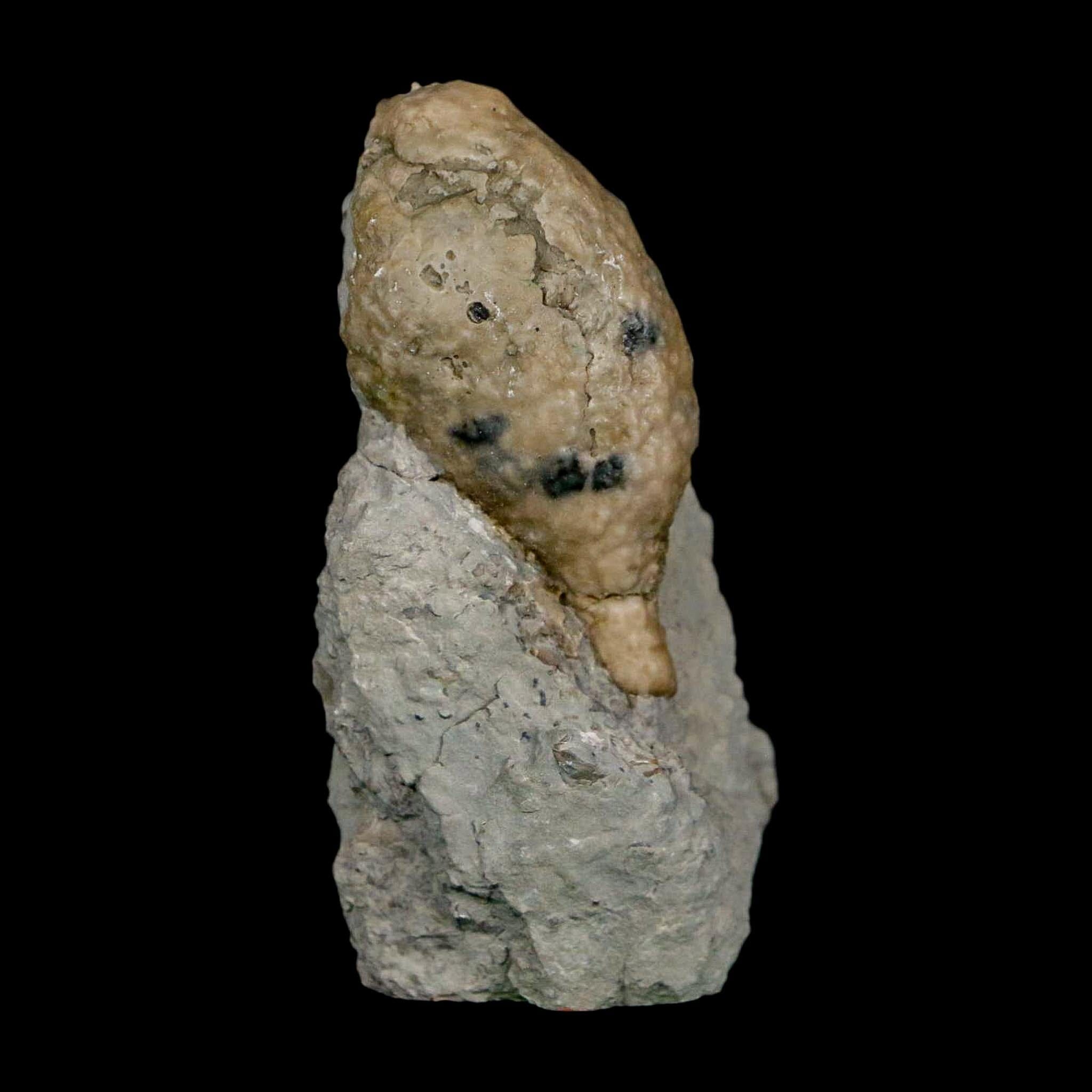 1.6" Holocystites Sp Crinoid In Matrix Fossil Silurian Age Osgood Shale Napoleon Indiana - Fossil Age Minerals
