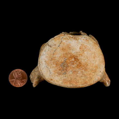 3.2" Plesiosaur Fossil Vertebrae Cretaceous Dinosaur Era Morocco Zarafasaura COA - Fossil Age Minerals