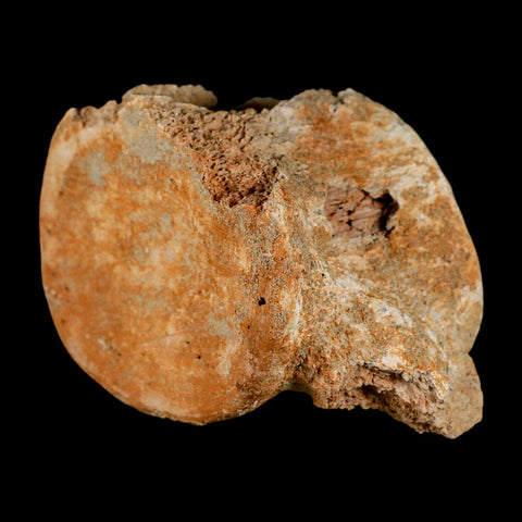 3.2" Plesiosaur Fossil Vertebrae Cretaceous Dinosaur Era Morocco Zarafasaura COA - Fossil Age Minerals