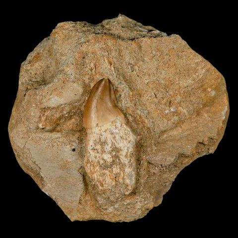 1.8" Mosasaur Prognathodon Fossil Tooth Rooted In Matrix Cretaceous Dinosaur Era - Fossil Age Minerals