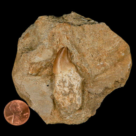 1.8" Mosasaur Prognathodon Fossil Tooth Rooted In Matrix Cretaceous Dinosaur Era - Fossil Age Minerals
