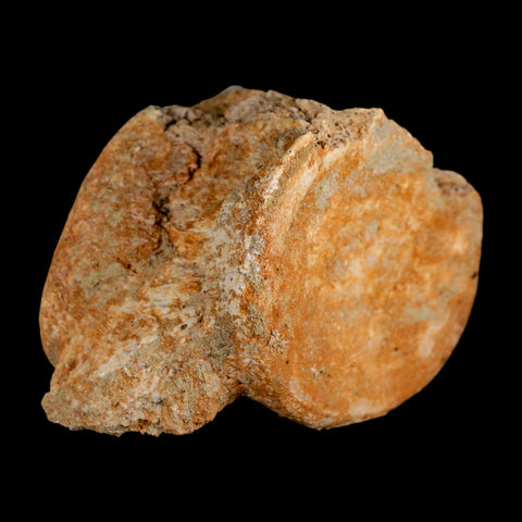 3.2" Plesiosaur Fossil Vertebrae Cretaceous Dinosaur Era Morocco Zarafasaura COA - Fossil Age Minerals