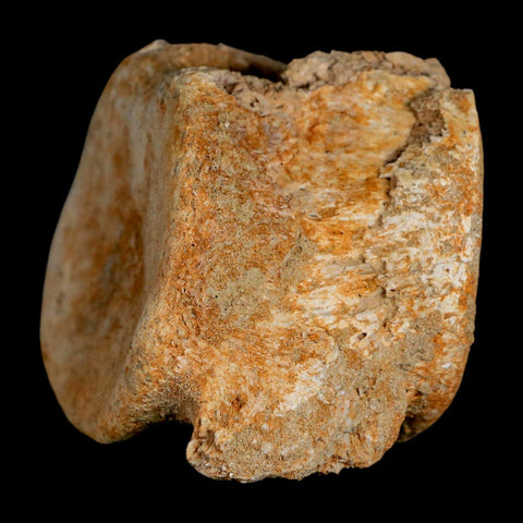 3.2" Plesiosaur Fossil Vertebrae Cretaceous Dinosaur Era Morocco Zarafasaura COA - Fossil Age Minerals