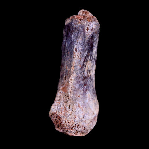 1.2" Crocodile Fossil Ankle Bone Hell Creek FM Cretaceous Dinosaur Age MT - Fossil Age Minerals