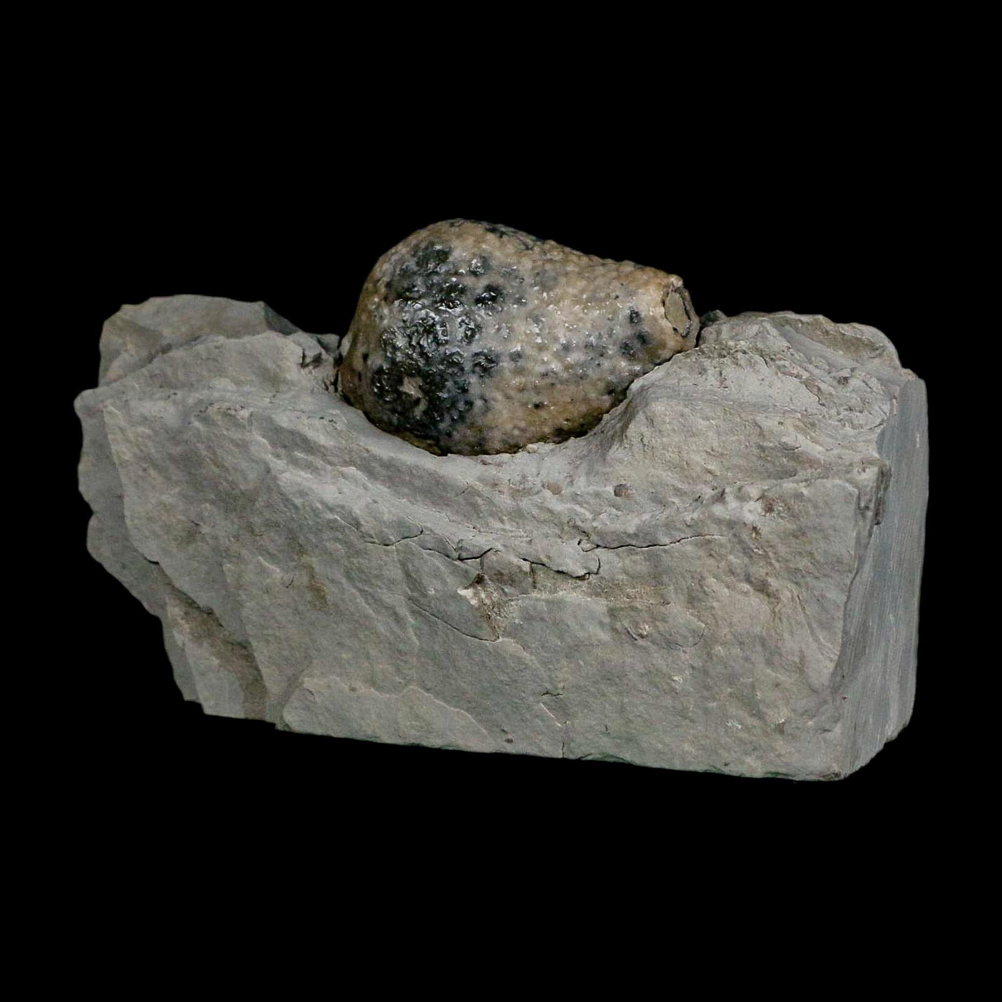 1.4" Holocystites Sp Crinoid In Matrix Fossil Silurian Age Osgood Shale Napoleon Indiana - Fossil Age Minerals