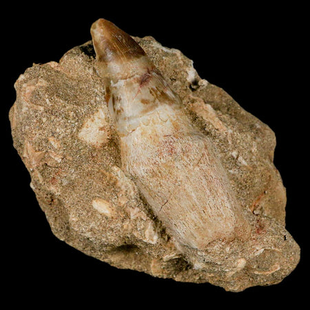 2.9" Mosasaur Prognathodon Fossil Tooth Rooted In Matrix Cretaceous Dinosaur Era