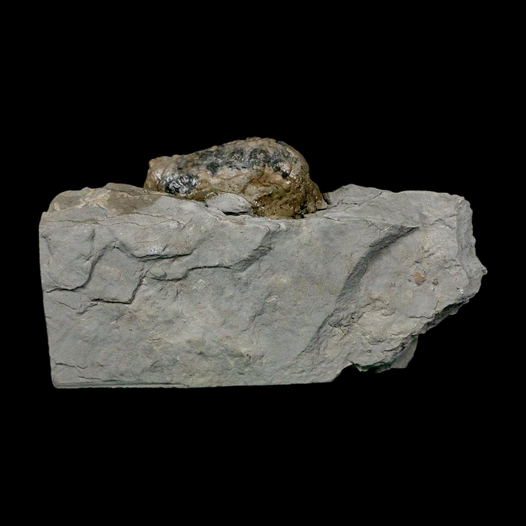1.4" Holocystites Sp Crinoid In Matrix Fossil Silurian Age Osgood Shale Napoleon Indiana - Fossil Age Minerals