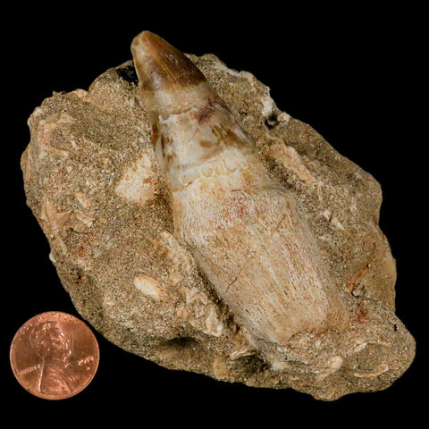 2.9" Mosasaur Prognathodon Fossil Tooth Rooted In Matrix Cretaceous Dinosaur Era - Fossil Age Minerals