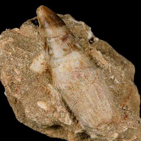 2.9" Mosasaur Prognathodon Fossil Tooth Rooted In Matrix Cretaceous Dinosaur Era - Fossil Age Minerals