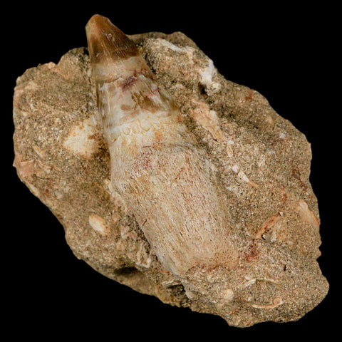 2.9" Mosasaur Prognathodon Fossil Tooth Rooted In Matrix Cretaceous Dinosaur Era - Fossil Age Minerals