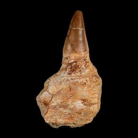 3.2" Mosasaur Prognathodon Fossil Tooth Jaw Section Cretaceous Dinosaur Era COA