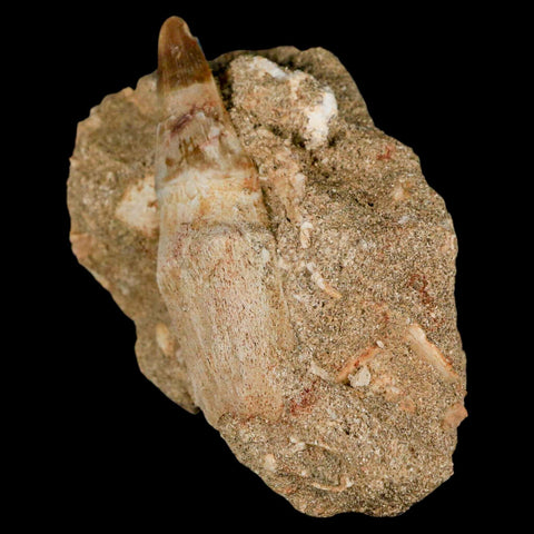 2.9" Mosasaur Prognathodon Fossil Tooth Rooted In Matrix Cretaceous Dinosaur Era - Fossil Age Minerals