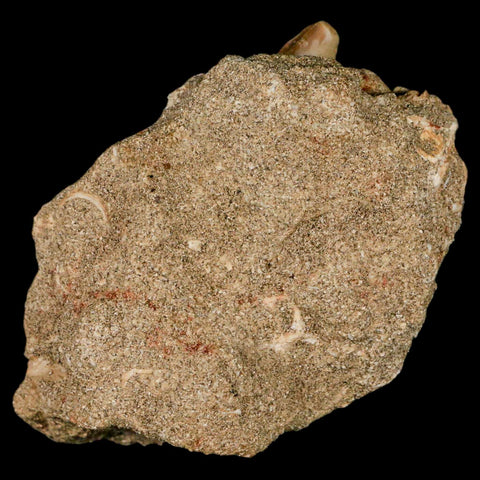 2.9" Mosasaur Prognathodon Fossil Tooth Rooted In Matrix Cretaceous Dinosaur Era - Fossil Age Minerals