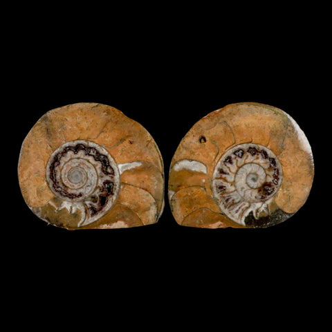 2.9" Goniatite Ammonite Fossil Polished, Cut Half's Erfoud Morocco Devonian Age COA - Fossil Age Minerals