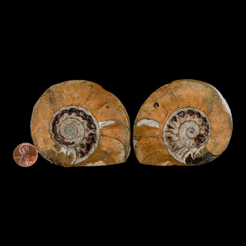 2.9" Goniatite Ammonite Fossil Polished, Cut Half's Erfoud Morocco Devonian Age COA - Fossil Age Minerals