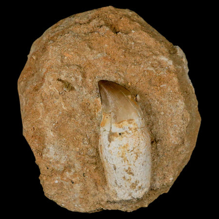 1.9" Mosasaur Prognathodon Fossil Tooth Rooted In Matrix Cretaceous Dinosaur Era