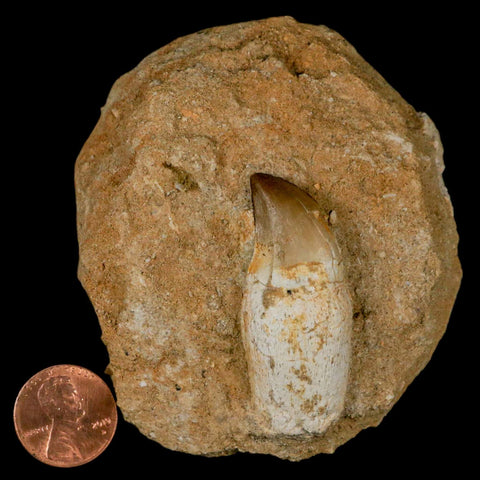 1.9" Mosasaur Prognathodon Fossil Tooth Rooted In Matrix Cretaceous Dinosaur Era - Fossil Age Minerals