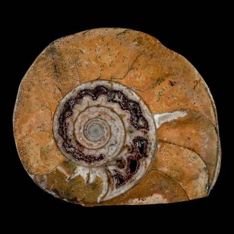 2.9" Goniatite Ammonite Fossil Polished, Cut Half's Erfoud Morocco Devonian Age COA - Fossil Age Minerals