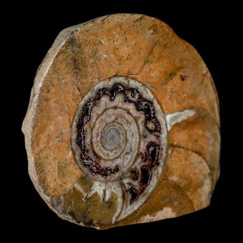 2.9" Goniatite Ammonite Fossil Polished, Cut Half's Erfoud Morocco Devonian Age COA - Fossil Age Minerals